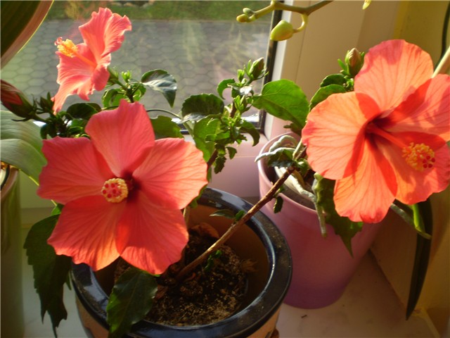 hibiskus